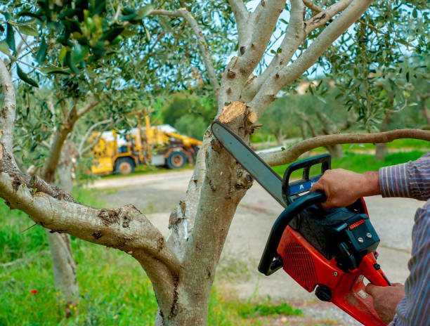 The Steps Involved in Our Tree Care Process in Lely, FL